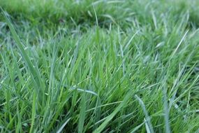 closeup picture of green blades of grass in the meadow