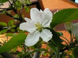 white apple blossom close up