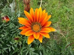 orange flower on green grass