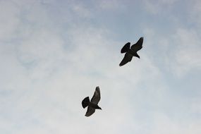 flying Two doves in the sky
