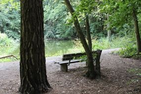 bench near the forest pond