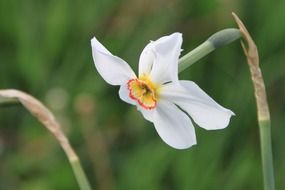 extraordinary beauty narcissus white