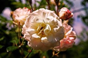 faded pink rose close up