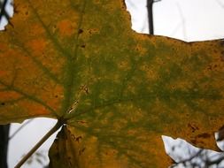 maple leaf in autumn close-up