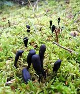 mushrooms on maple in the moss