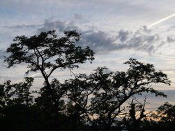 landscape of tree branches against a cloudy sky