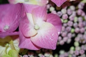 drops on pink flowers close-up on blurred background