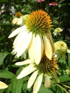 yellow coneflowers