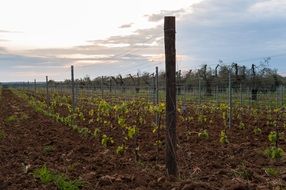 field nature vineyard