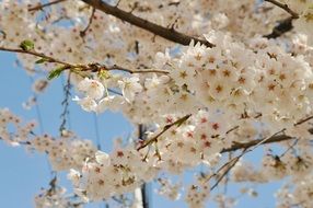 snow-white cherry blossom close-up