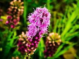 gayfeather or liatris