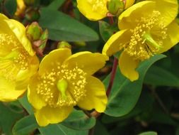 yellow hypericum flower closeup