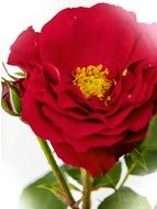 red open rose on white background