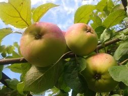 harvest of ripe apples on a branch close-up