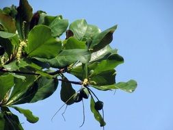 almond tree twigs at sky