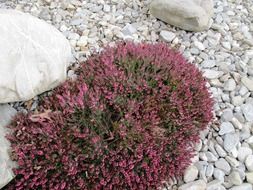 stunning erika flowers on stones