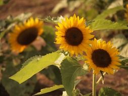 three yellow sunflowers