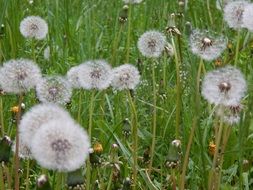 stunning dandelion landscape