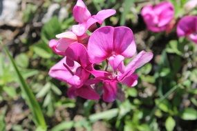 pink orchid flowers in nature