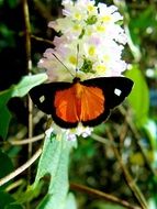 butterfly beautiful bug