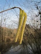 fluffy kidneys of corylus avellana