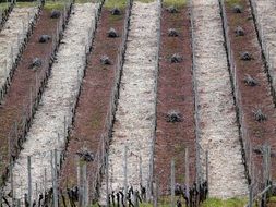 Grape construction