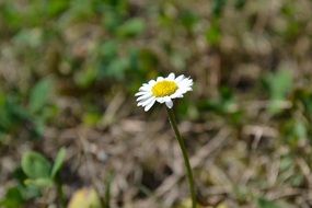 small daisy close-up