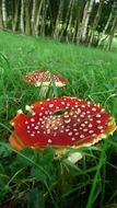 red toadstools in green grass