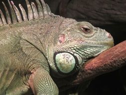 tropical iguana