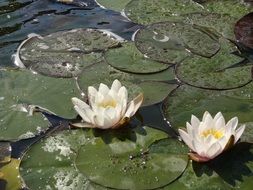 Two blooming lilies in a pond