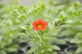 bright red blossoming bud