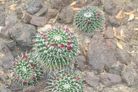 mammalaria cactus