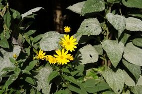 closeup photo of lovely yellow flowers