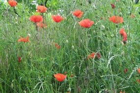 red poppies on a summer green meadow