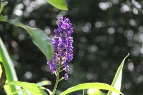 hawaiian purple flower