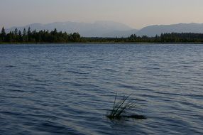 Beautiful Kirschee Lake among the plants in Upper Bavaria, Germany