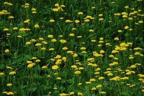 Meadow of yellow dandelions