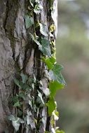 Green ivy tree creeper log