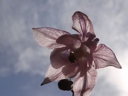 pink flower on a background of white clouds in the sky