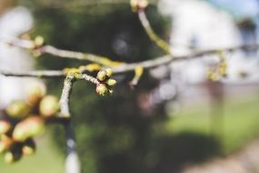 macro view of tiny green cherry buds on tree in spring