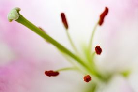 anther of lily bloom, macro