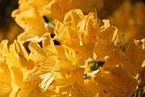 beautiful blooming yellow flowers