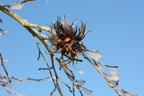 fruits of hazelnut on a branch