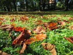 dried brown foliage on green grass