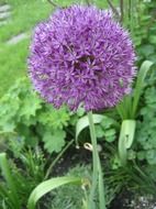 Purple onion plant in a garden