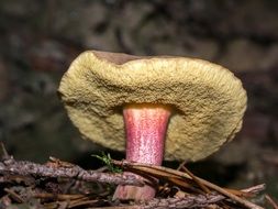 edible mushroom on forest floor