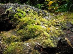 Green soil moss