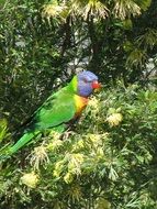 colorful bird in bush, wildlife portrait