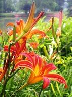 flower near the pond of Karnataka