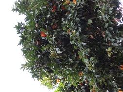 ripe tangerines on a tree in summer